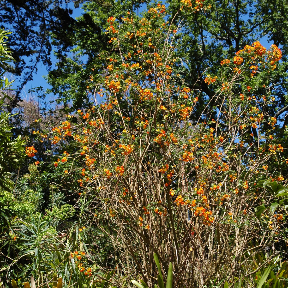Streptosolen jamesonii (Marmalade Bush, Fire Bush)