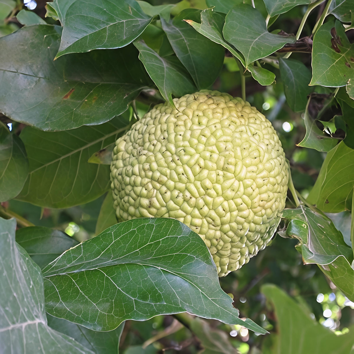 Maclura pomifera (Osage Orange)