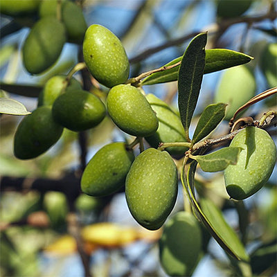 Olea europea 'Picholine' (Olive) S003