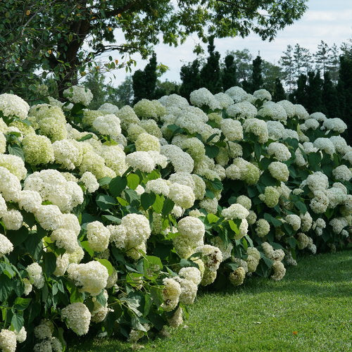 Hydrangea arborescens 'Snowball'
