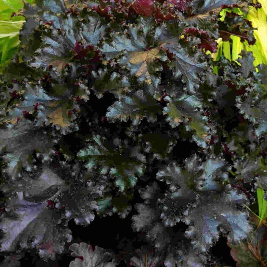 Heuchera 'Black Taffeta' (Coral Bells)