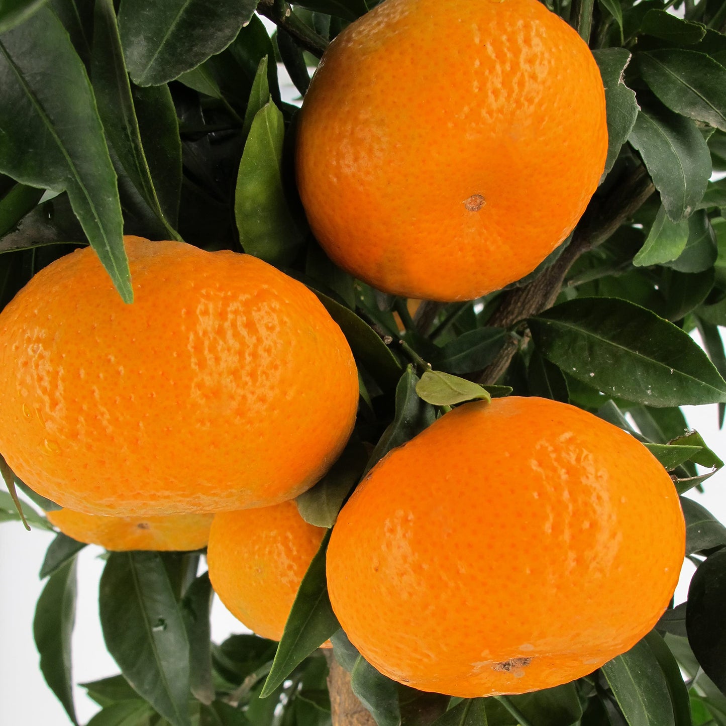Citrus reticulata 'Aoshima' (Mandarin) Pikirangi