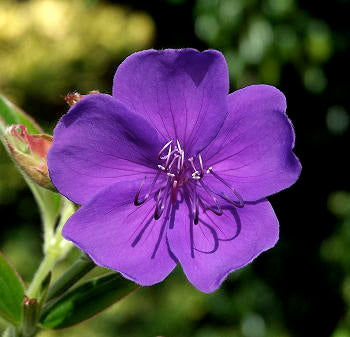 Tibouchina urvilleana 'Edwardsii' Pikirangi