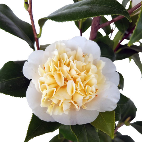 Camellia japonica 'Gwenneth Morey'
