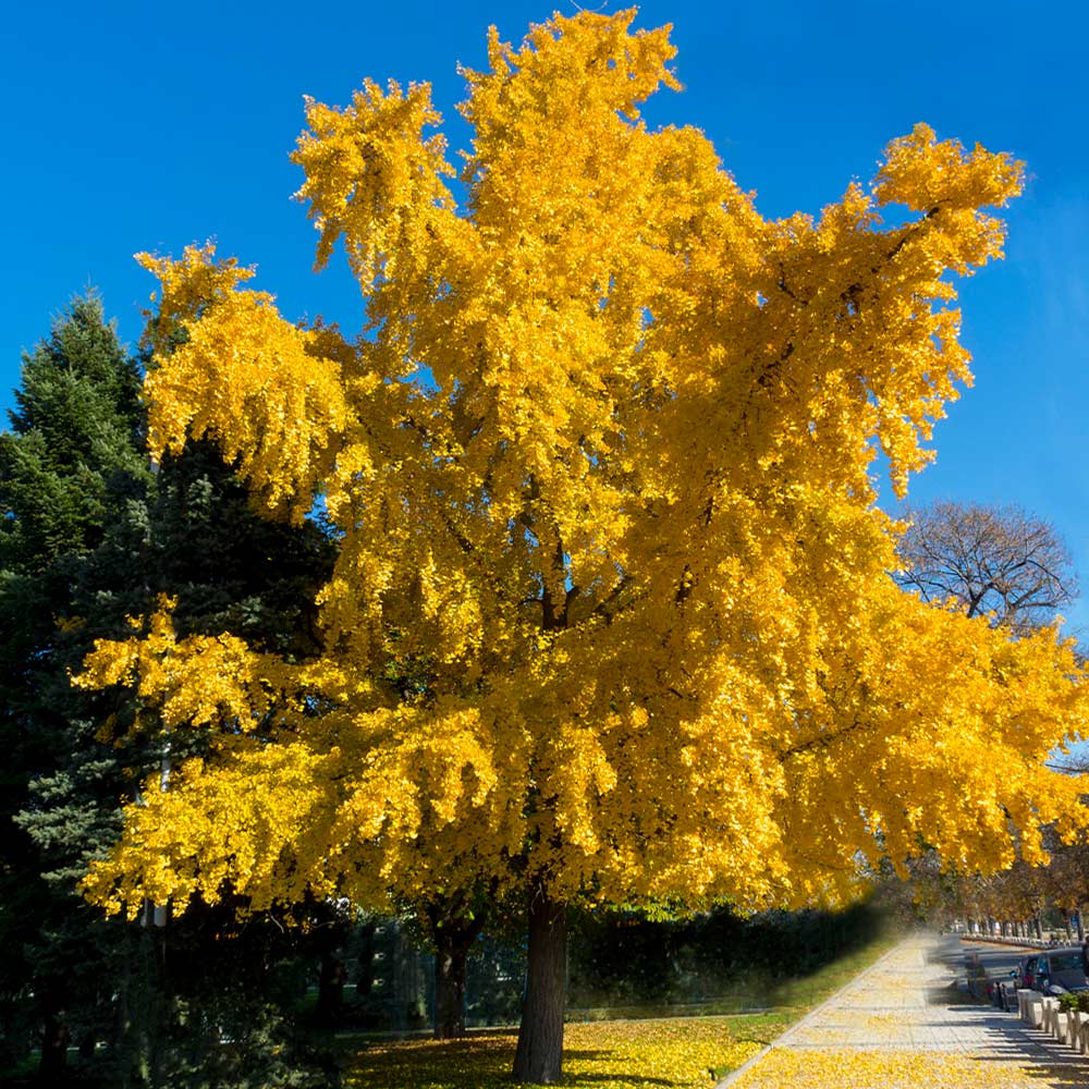Ginkgo biloba 'Autumn Gold' (Maidenhair Tree) β