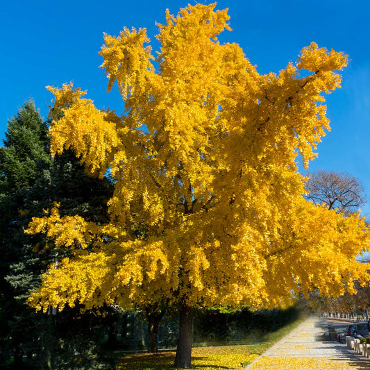 Ginkgo biloba 'Autumn Gold' (Maidenhair Tree) ♂