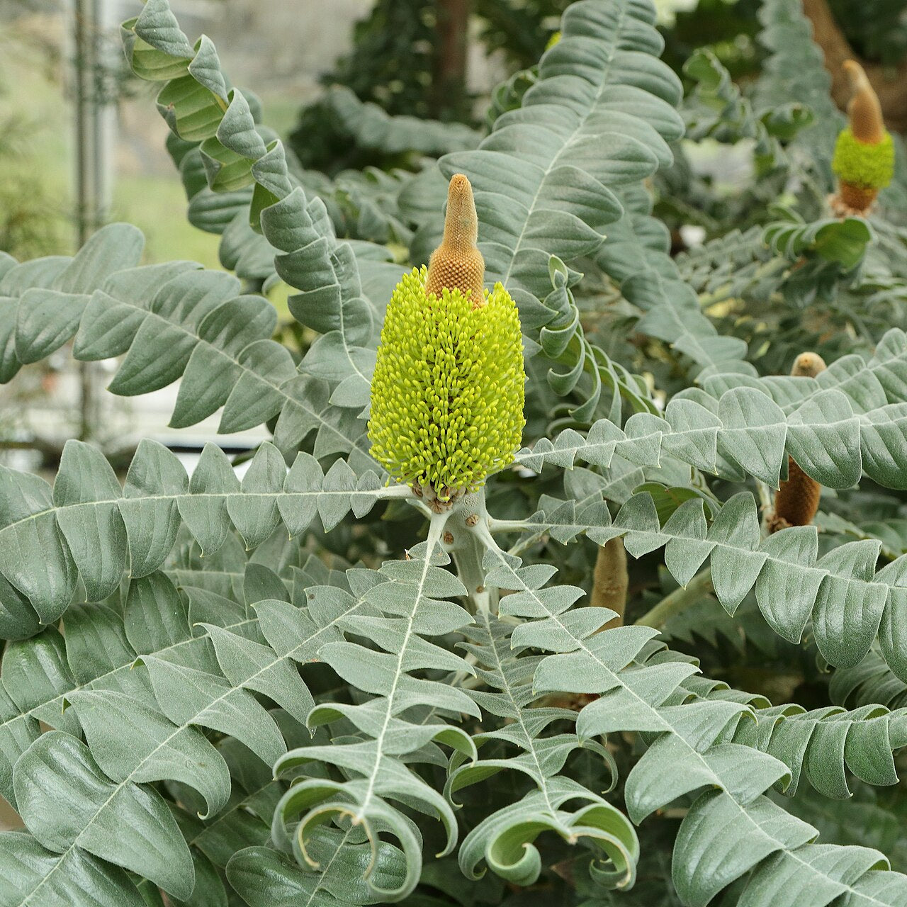 Banksia grandis (Bull Banksia) S006