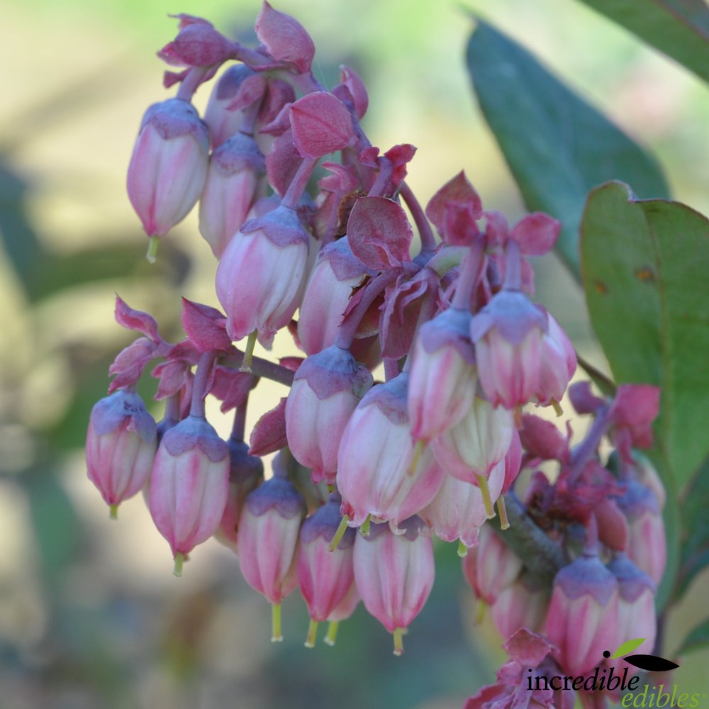 Vaccinium 'Blue Dawn™' (Blueberry) Pikirangi