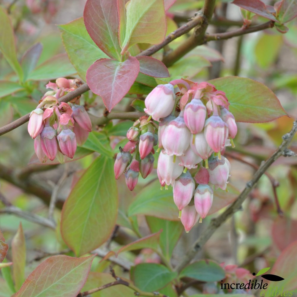 Vaccinium 'Blue Dawn™' (Blueberry)