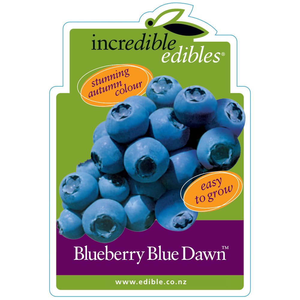 Vaccinium 'Blue Dawn™' (Blueberry)