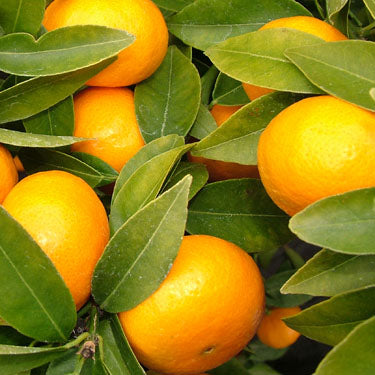 Citrus reticulata 'Encore' (Mandarin) Dwarf Pikirangi