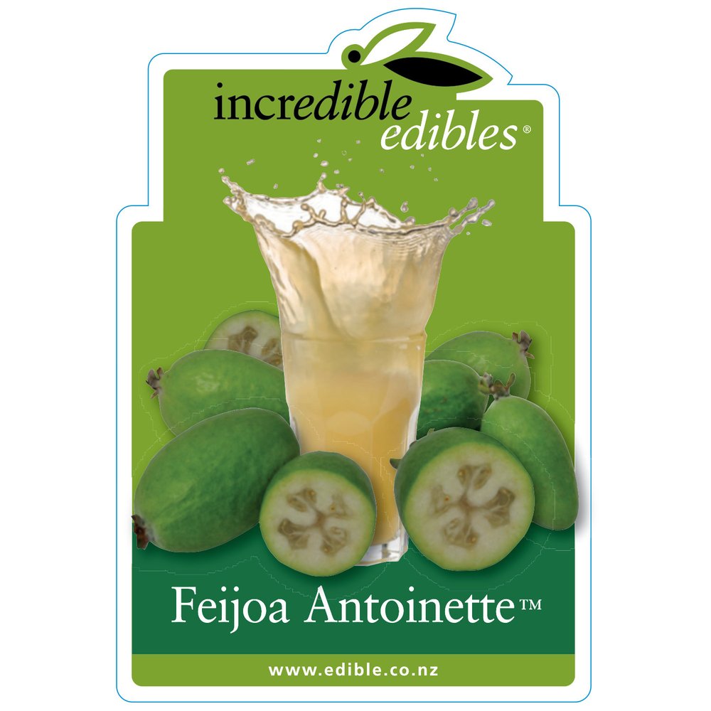 Feijoa sellowiana 'Antoinette' (Feijoa) PVR S002