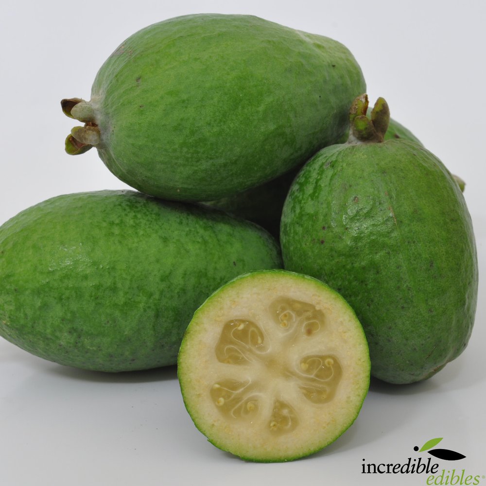 Feijoa sellowiana 'Den's Choice' (Feijoa)