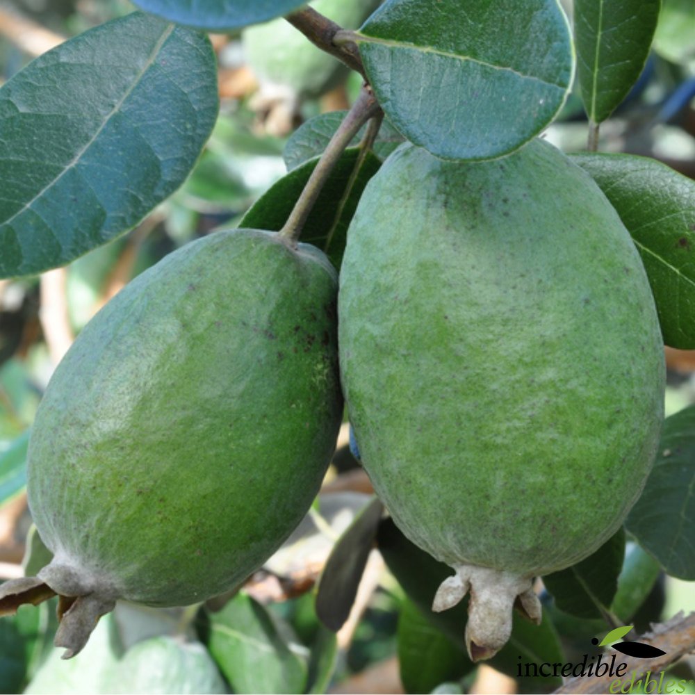 Feijoa sellowiana 'Den's Choice' (Feijoa)