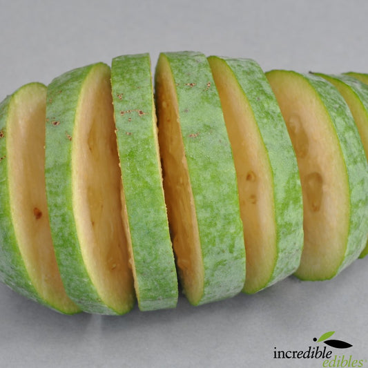 Feijoa sellowiana 'Den's Choice' (Feijoa)