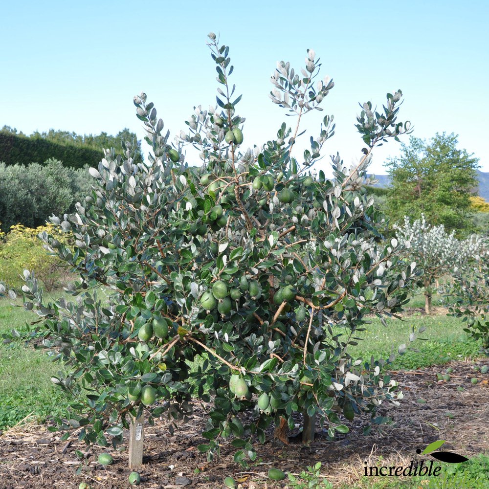 Feijoa sellowiana 'Den's Choice' (Feijoa)