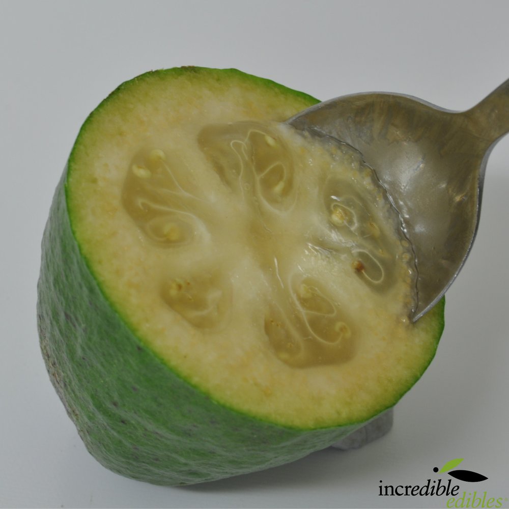 Feijoa sellowiana 'Den's Choice' (Feijoa)