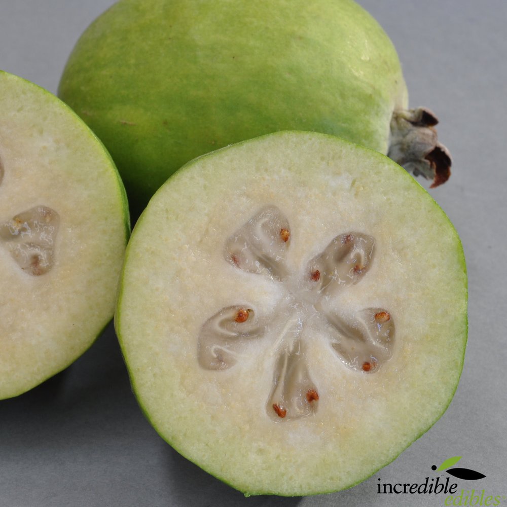 Feijoa sellowiana 'Golden Goose' (Feijoa)