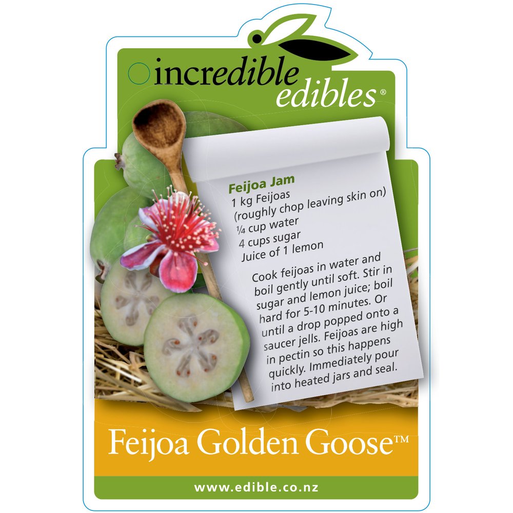 Feijoa sellowiana 'Golden Goose' (Feijoa)