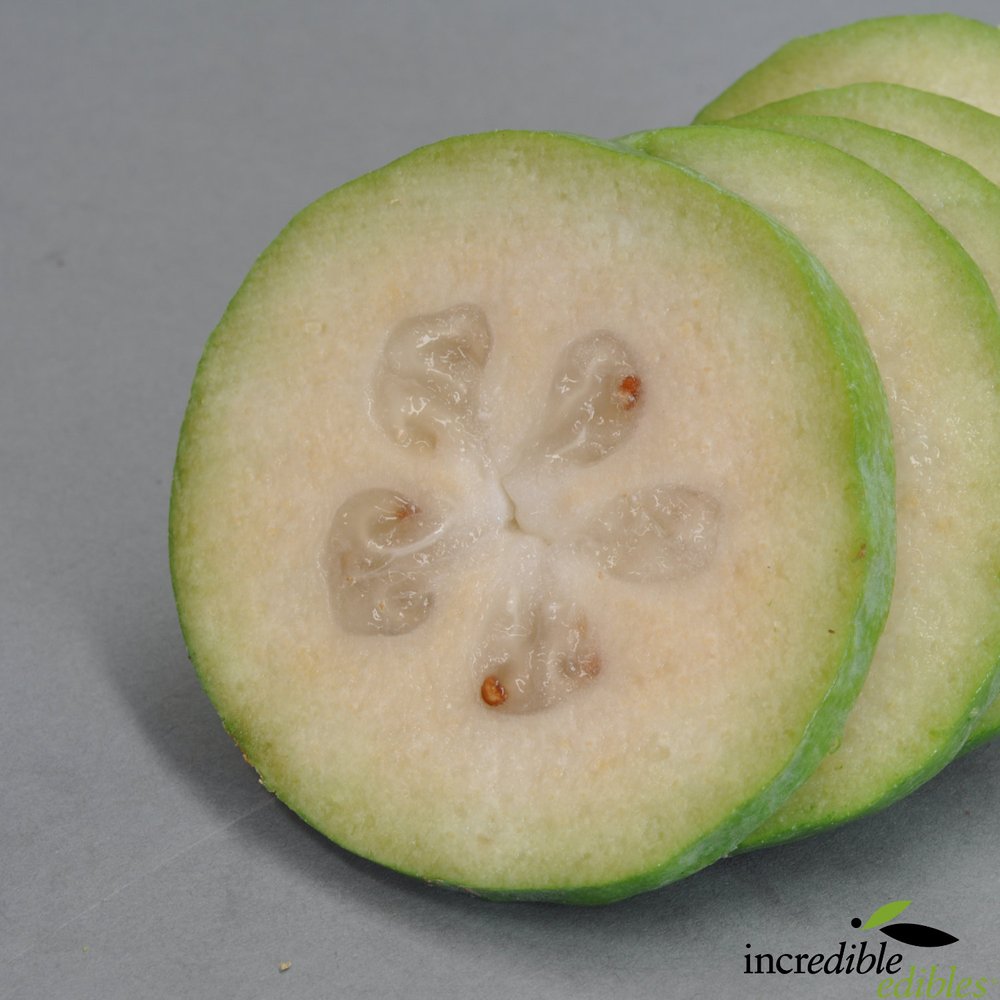 Feijoa sellowiana 'Golden Goose' (Feijoa)