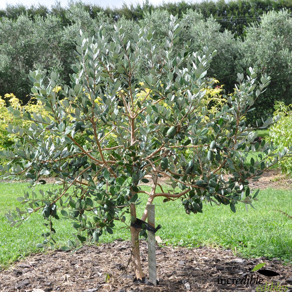 Feijoa sellowiana 'Golden Goose' (Feijoa)