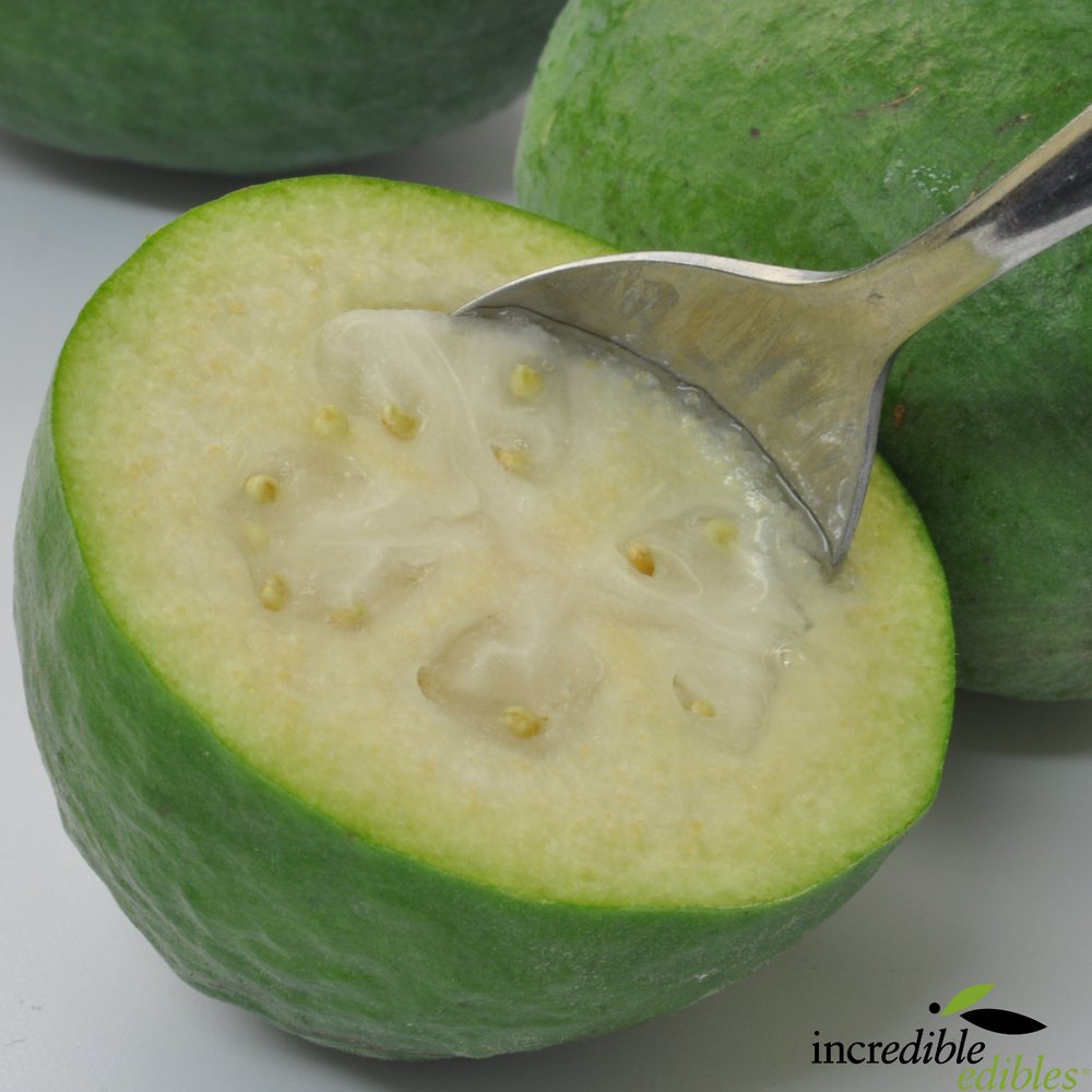 Feijoa sellowiana 'Pounamu' (Feijoa)