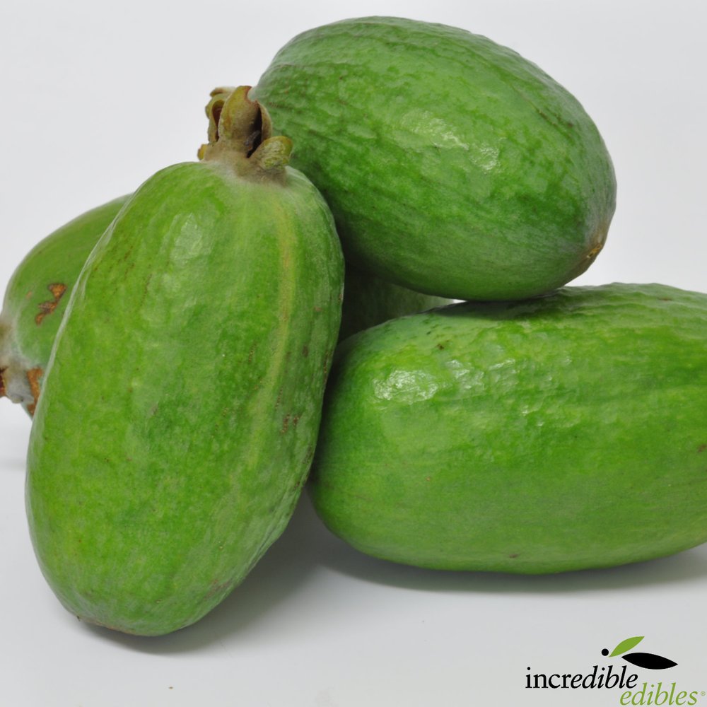 Feijoa sellowiana 'White Goose' (Feijoa)