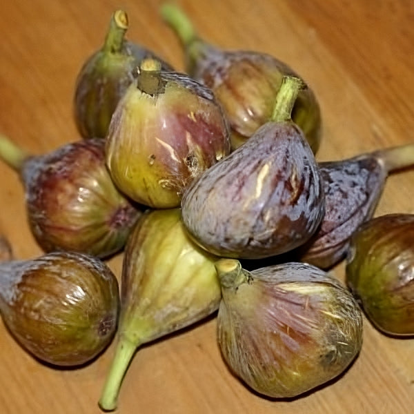 Ficus carica 'Hyndmans' (Fig) Pikirangi