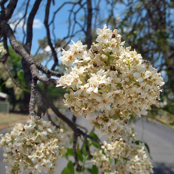 Flindersia australis (Australian Teak)