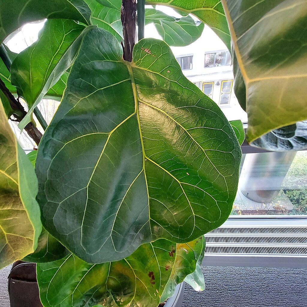 Ficus lyrata (Fiddle-leaf Fig) Pikirangi Online Garden Centre