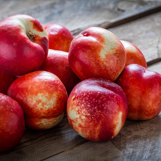 Prunus persica 'Goldmine' (Nectarine)