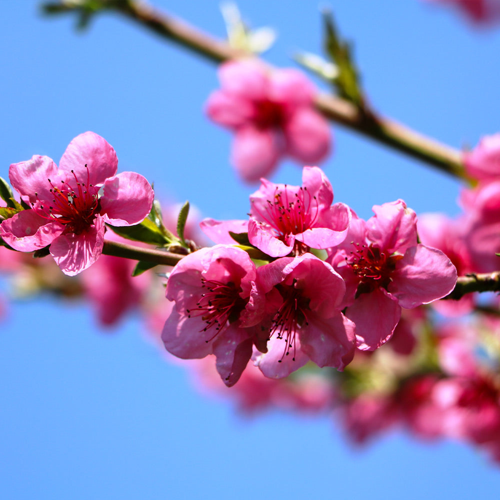 Prunus persica 'Goldmine' (Nectarine) Pikirangi