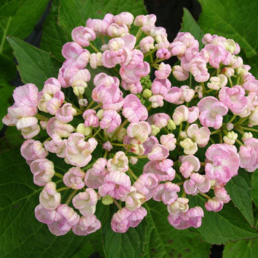 Hydrangea macrophylla 'Ayesha'