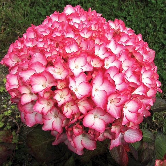 Hydrangea macrophylla 'Sabrina' S001