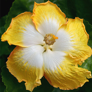 Hibiscus x rosa-sinensis 'Saffron' Pikirangi