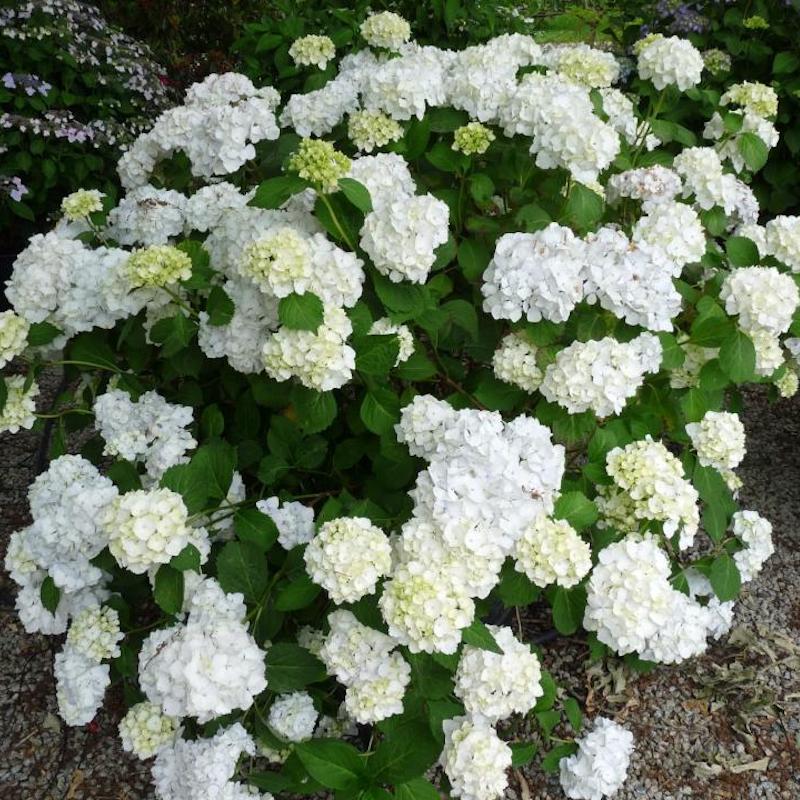 Hydrangea macrophylla 'Le Cygne' S001