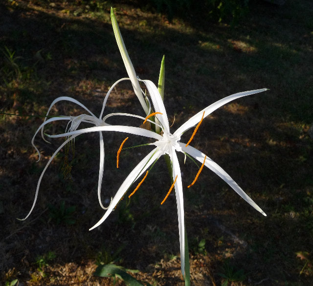 Hymenocallis harrisiana (St. Nicholas Star Spider Lily) Pikirangi Online Garden Centre