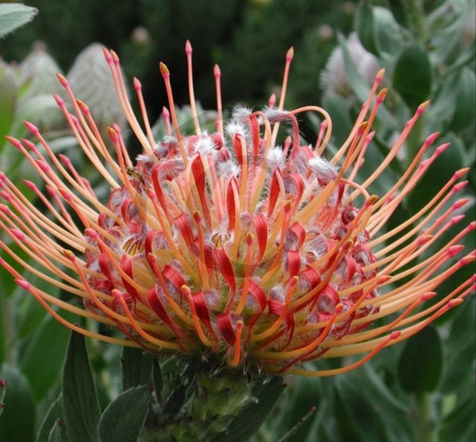 Leucospermum 'Disco' (Pincushion Protea)