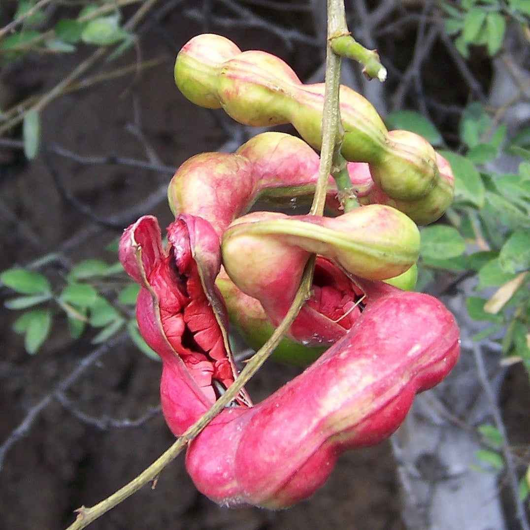Pithecellobium dulce (Manila Tamarind) Pikirangi