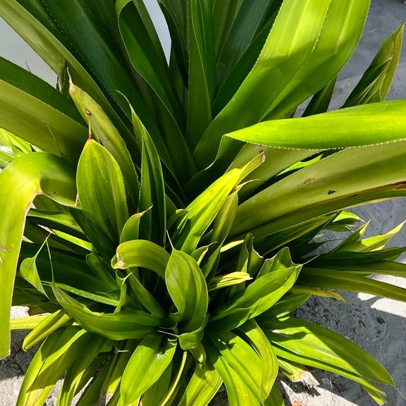 Pandanus odorifer (Screwpine)