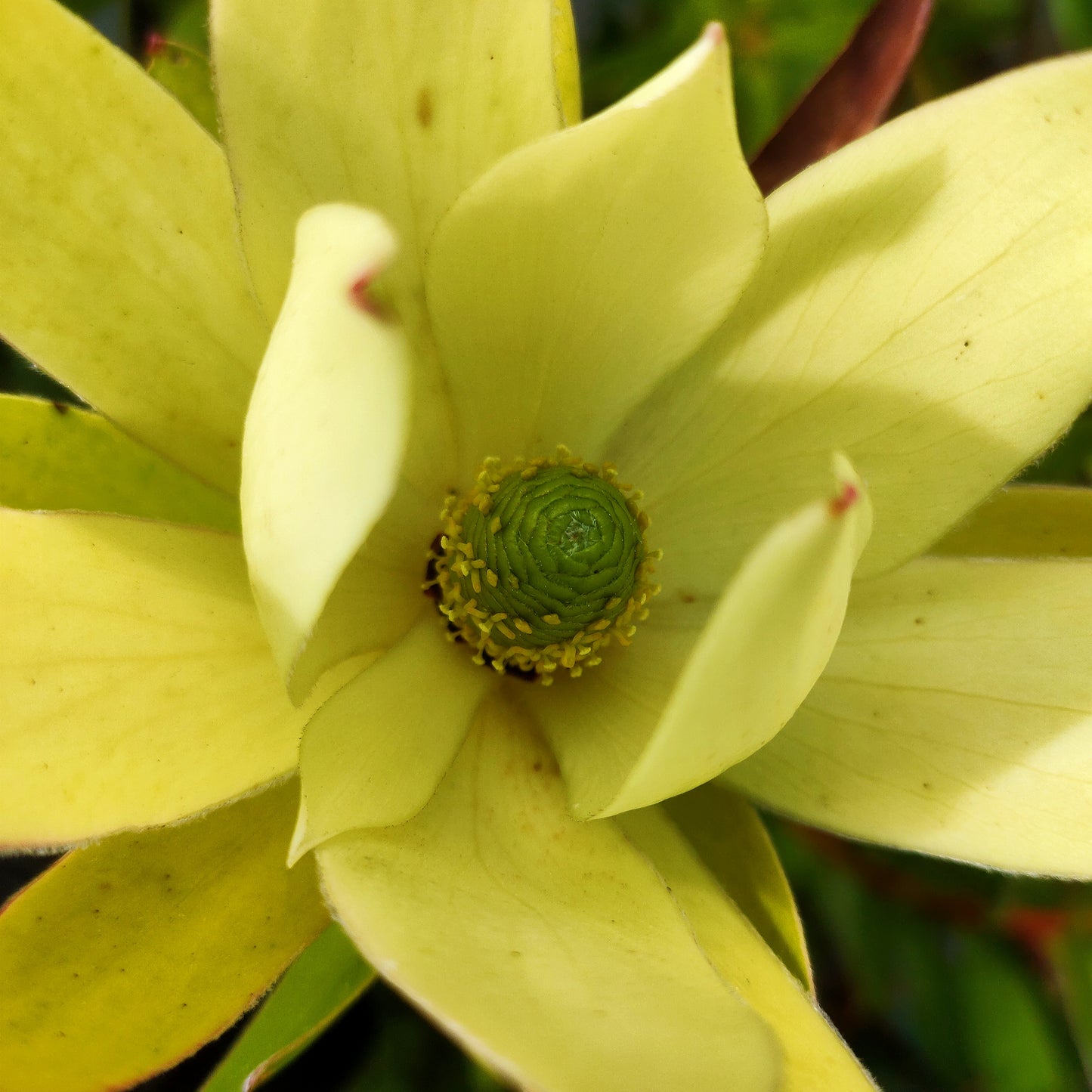 Leucadendron laureolum 'Golden Tulip' (Peninsula Conebush)