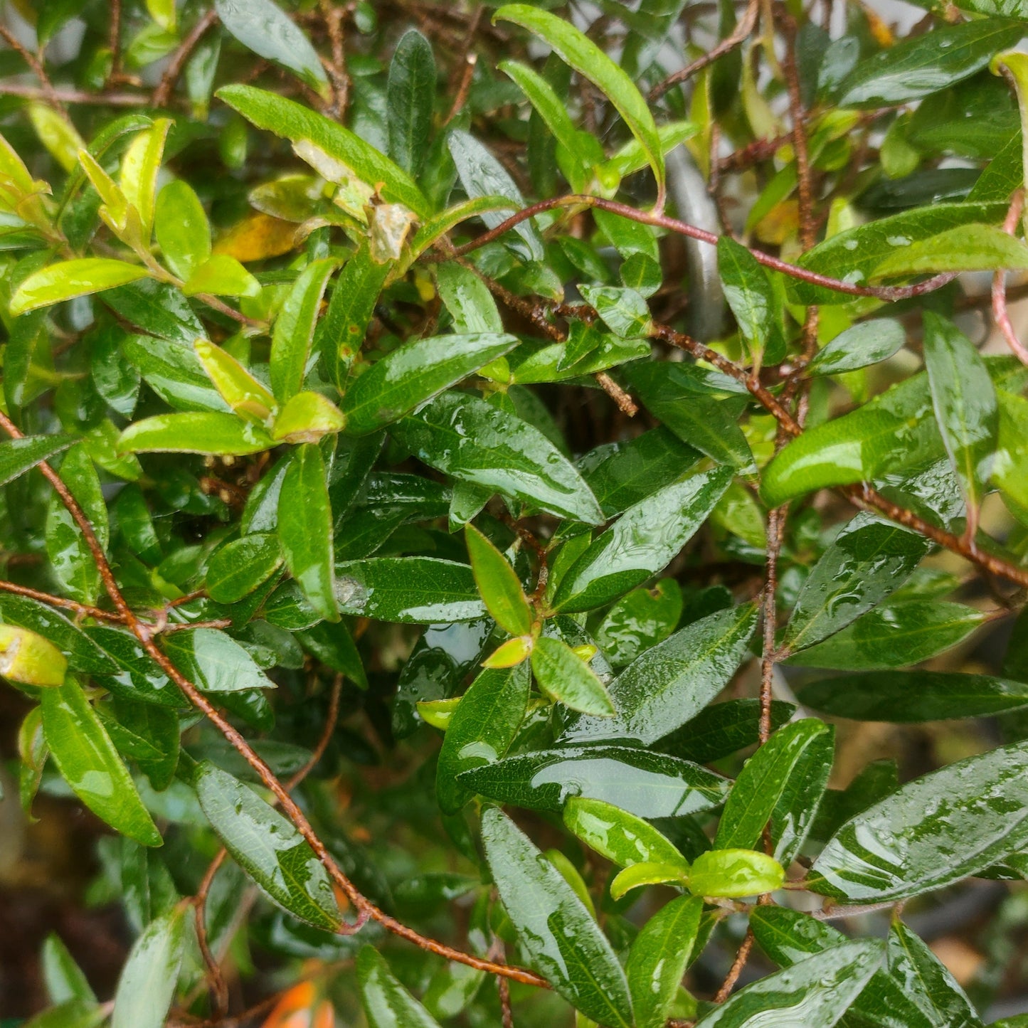 Billardiera longiflora (Purple Apple-Berry) Pikirangi