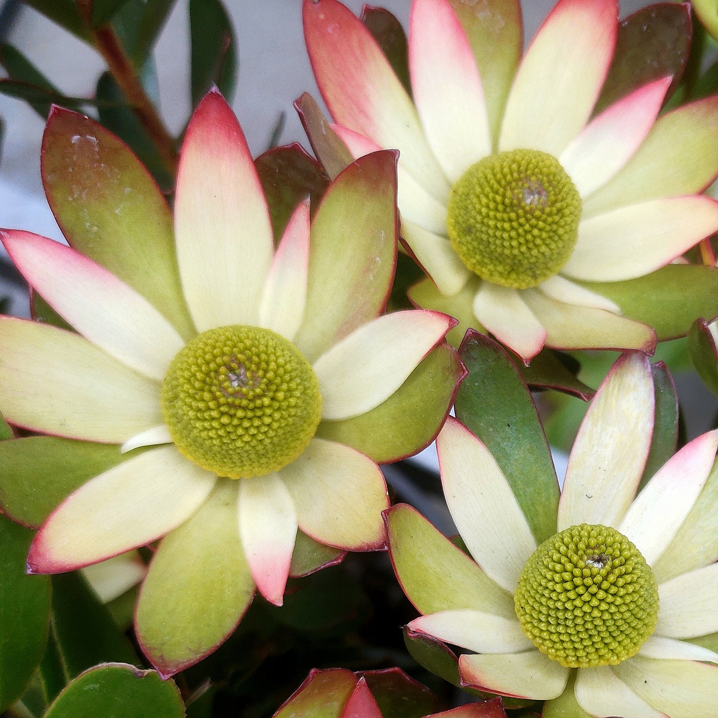 Leucadendron 'Harvest' (Conebush)