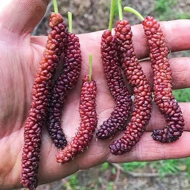 Morus macroura 'Strawberry Shahtoot' (Mulberry) Pikirangi