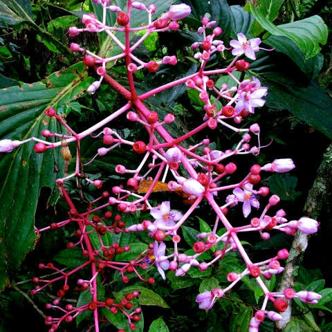 Medinilla multiflora (Malaysian Grapes) Pikirangi