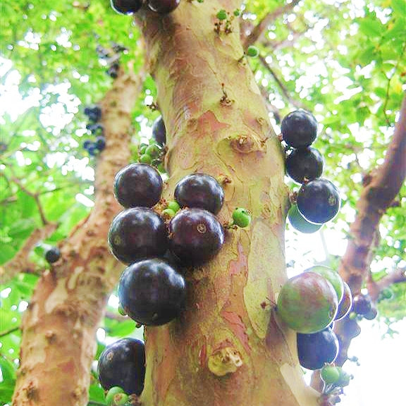Plinia cauliflora 'Sabara' (Jabuticaba) Pikirangi