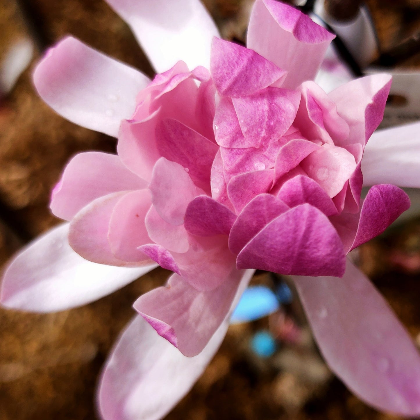 Magnolia stellata 'Jane Platt'