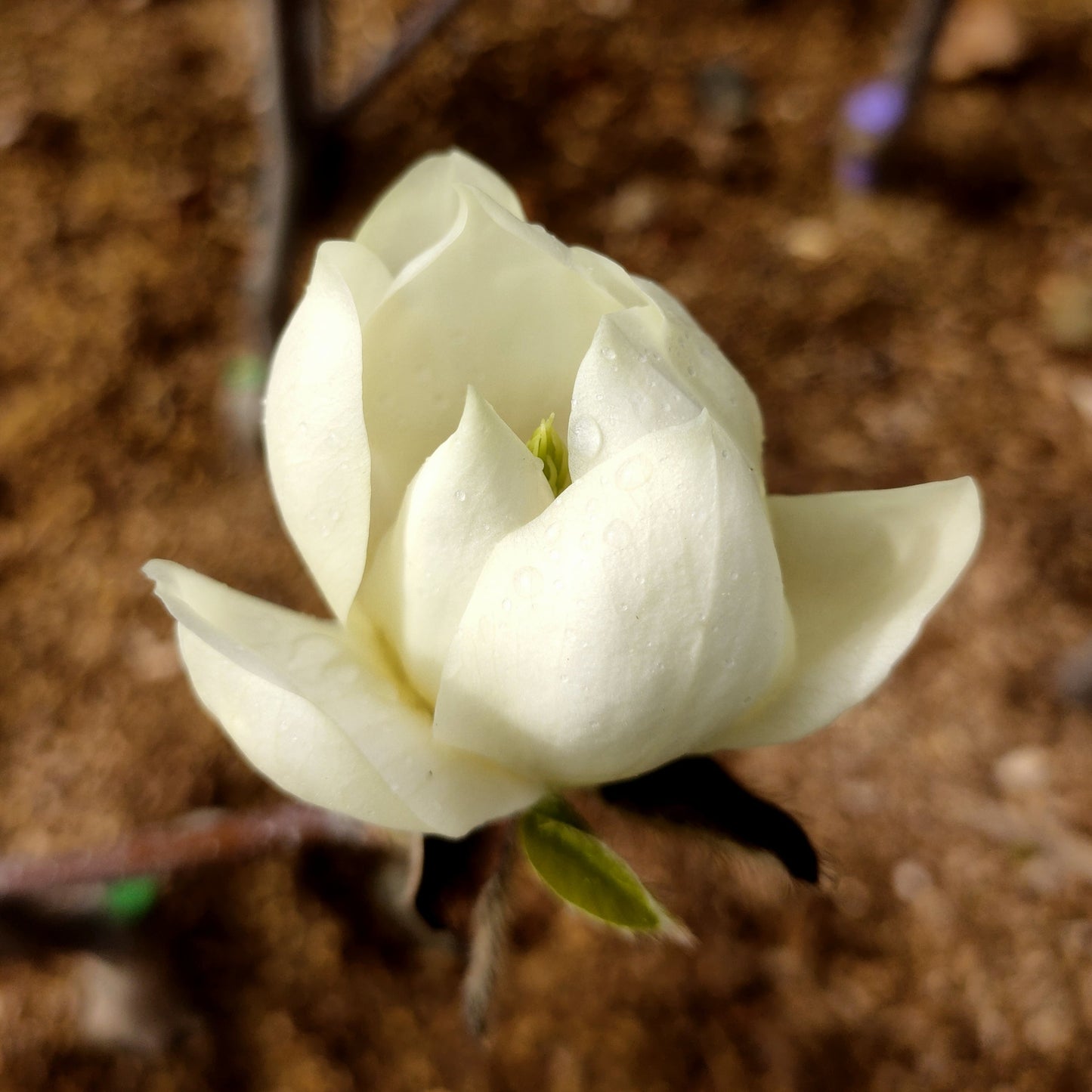 Magnolia denudata (Lily Tree) S002