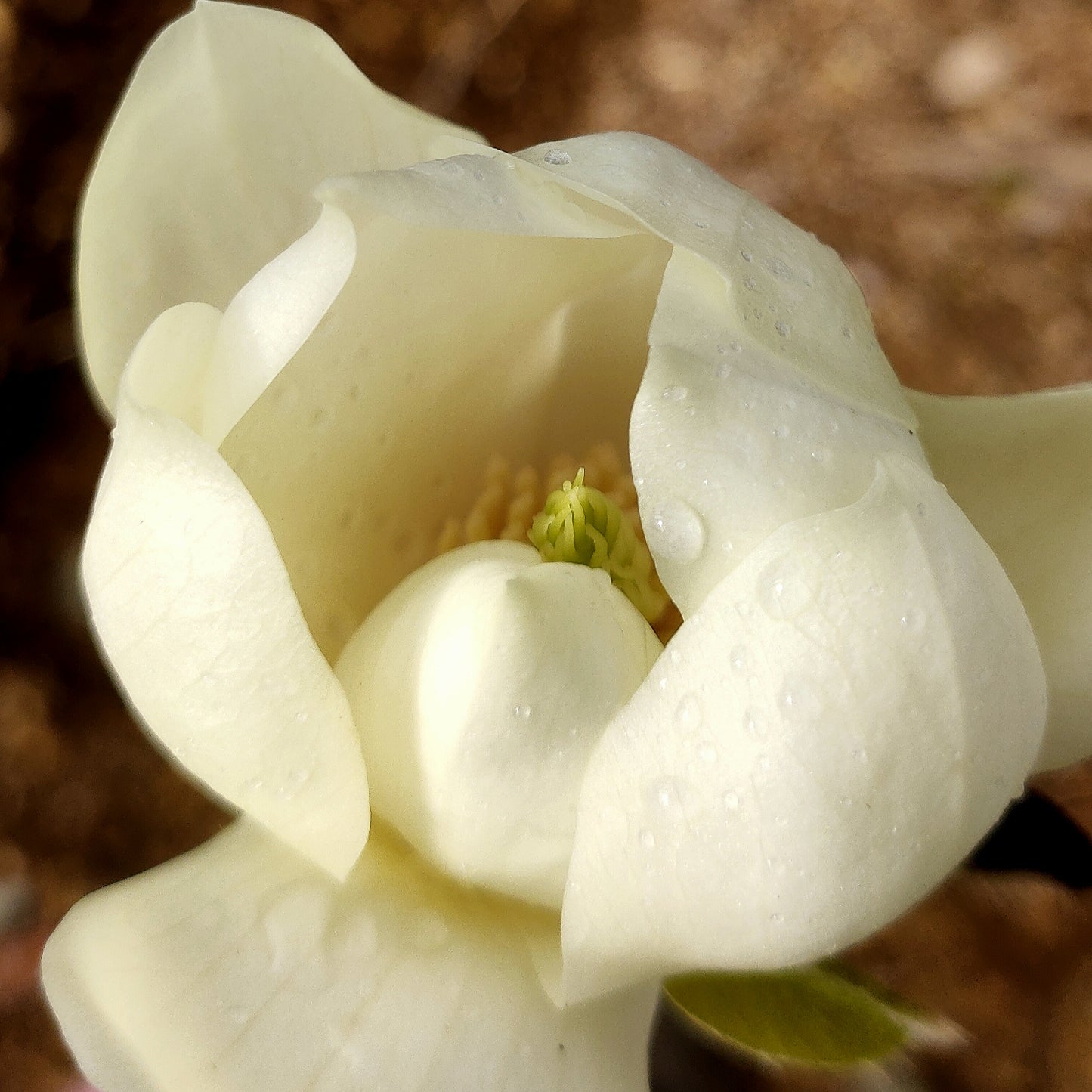 Magnolia denudata (Lily Tree)