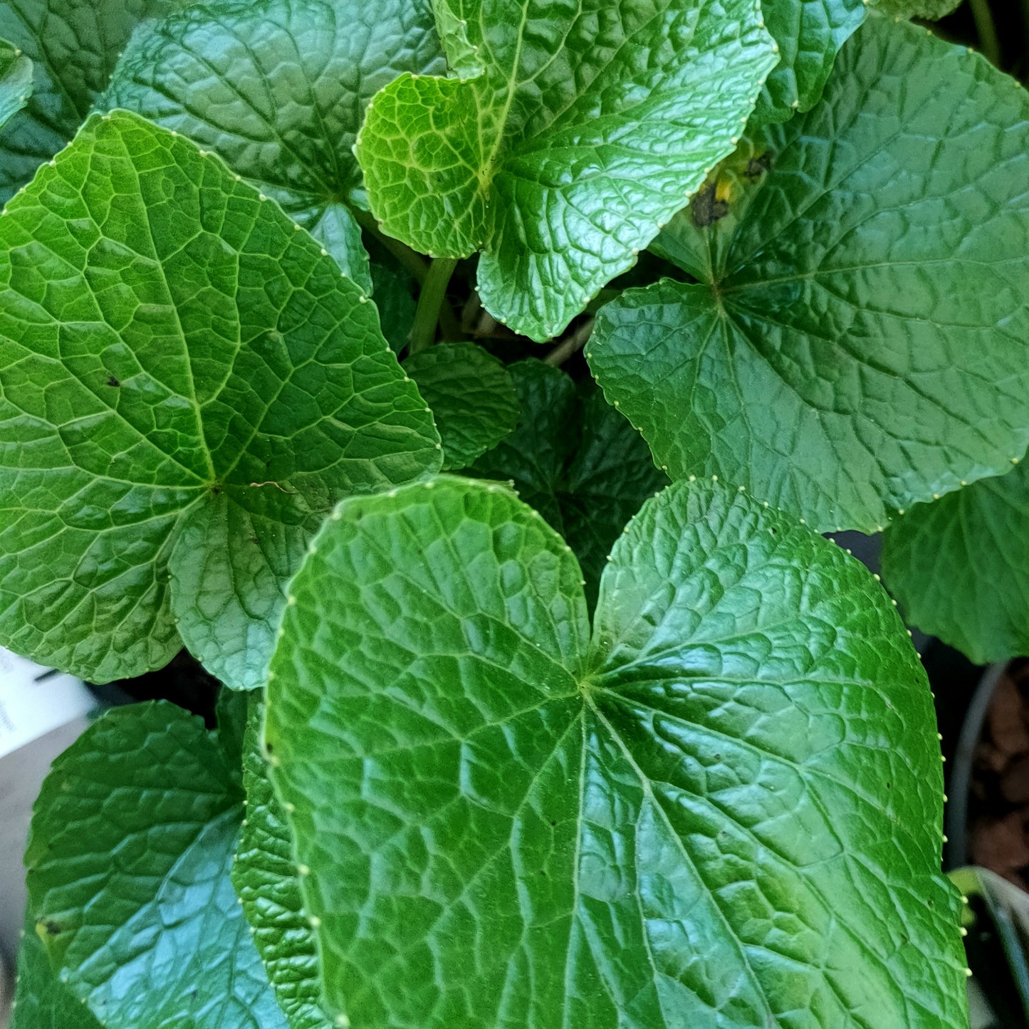 Eutrema japonicum (Wasabi)